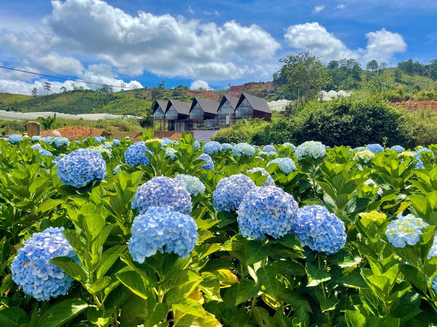 dalat